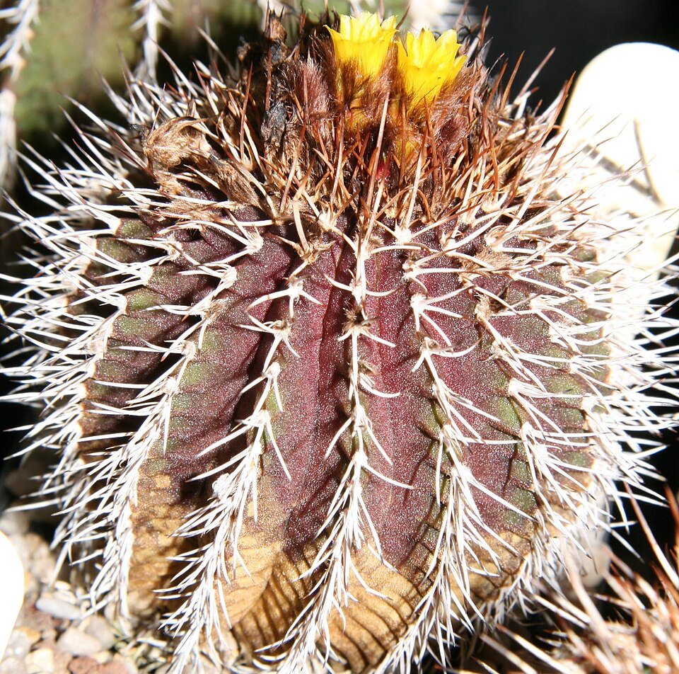 Uebelmannia buiningii cactus met gele bloemen op groene stengels.