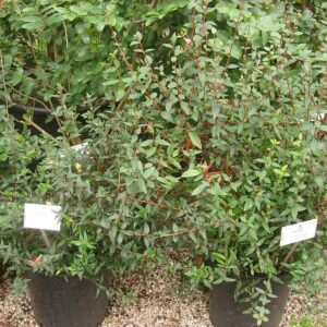 Elegante Ugni molinae struik met rode bessen en groen blad.