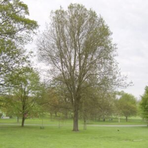 Close-up van Ulmus ×hollandica 'Groeneveld'-boom met frisgroene bladeren.