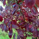 Orange and red fall foliage of Ulmus 'Frontier' tree against natural background.