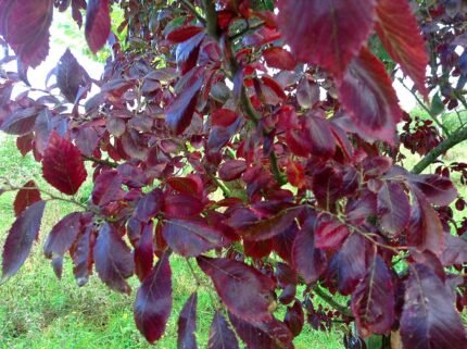 Orange and red fall foliage of Ulmus 'Frontier' tree against natural background.