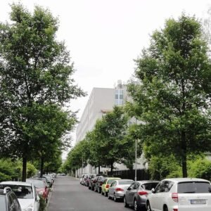 Elegante Ulmus 'Rebona' boom met groene bladeren tegen stedelijke achtergrond.