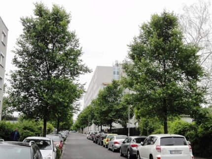 Elegante Ulmus 'Rebona' boom met groene bladeren tegen stedelijke achtergrond.