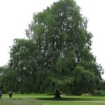 Hangende takken van Ulmus ×hollandica ‘Wentworthii Pendula’ met groen blad.