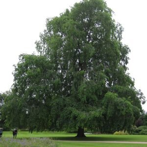 Hangende takken van Ulmus ×hollandica ‘Wentworthii Pendula’ met groen blad.