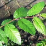 Jonge Ulmus alata bladeren op een tak.