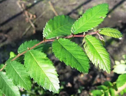 Jonge Ulmus alata bladeren op een tak.