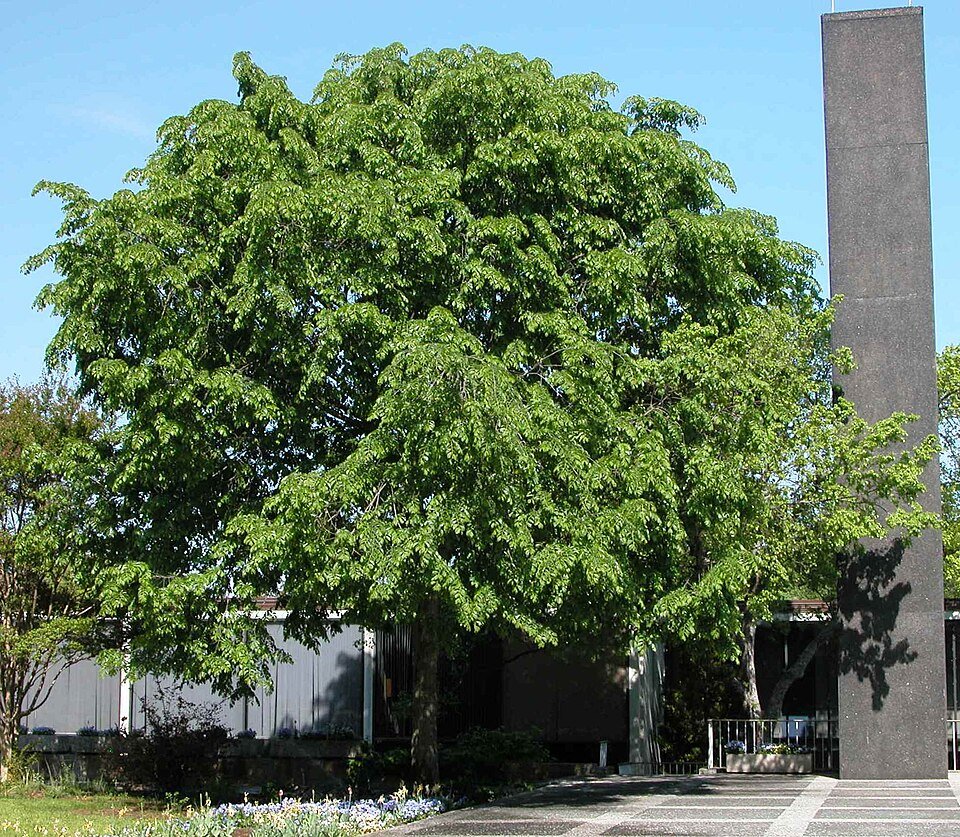 Close-up van groene Ulmus davidiana var. japonica ‘Prospector’ boombladeren met golvende textuur.