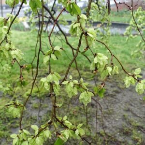 Prachtige Ulmus glabra ‘Camperdownii’ boom met hangende takken in Eisenhower Park, Newport, Rhode Island.