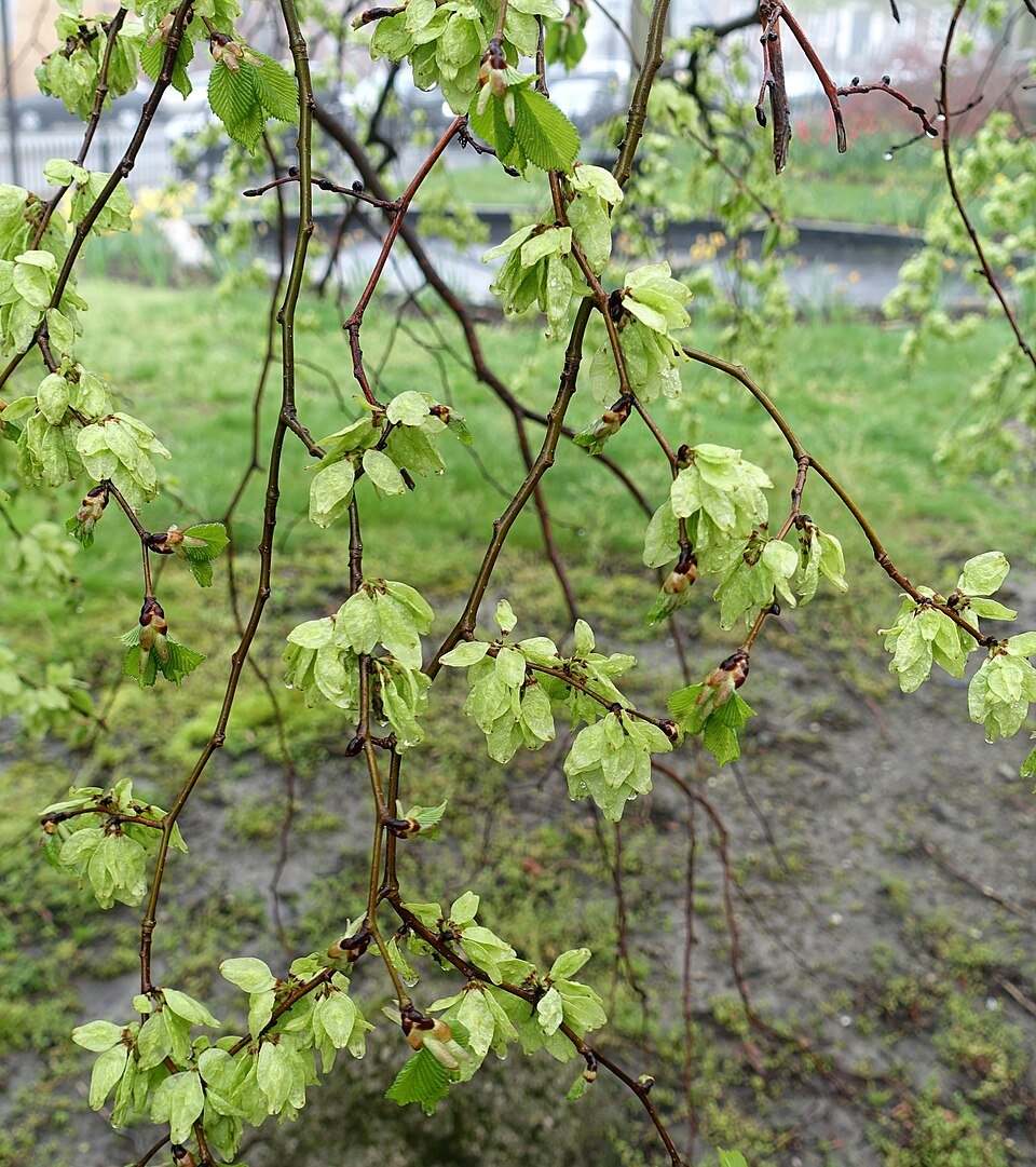 Prachtige Ulmus glabra ‘Camperdownii’ boom met hangende takken in Eisenhower Park, Newport, Rhode Island.