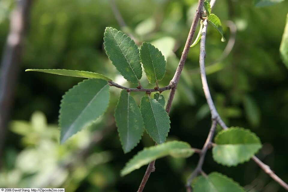Close-up van elegante Ulmus parvifolia ‘Emer II’ bonsai boom met fijne bladeren.