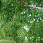 Een close-up van de groene en goudgele bladeren van Ulmus parvifolia 'King's Choice'.