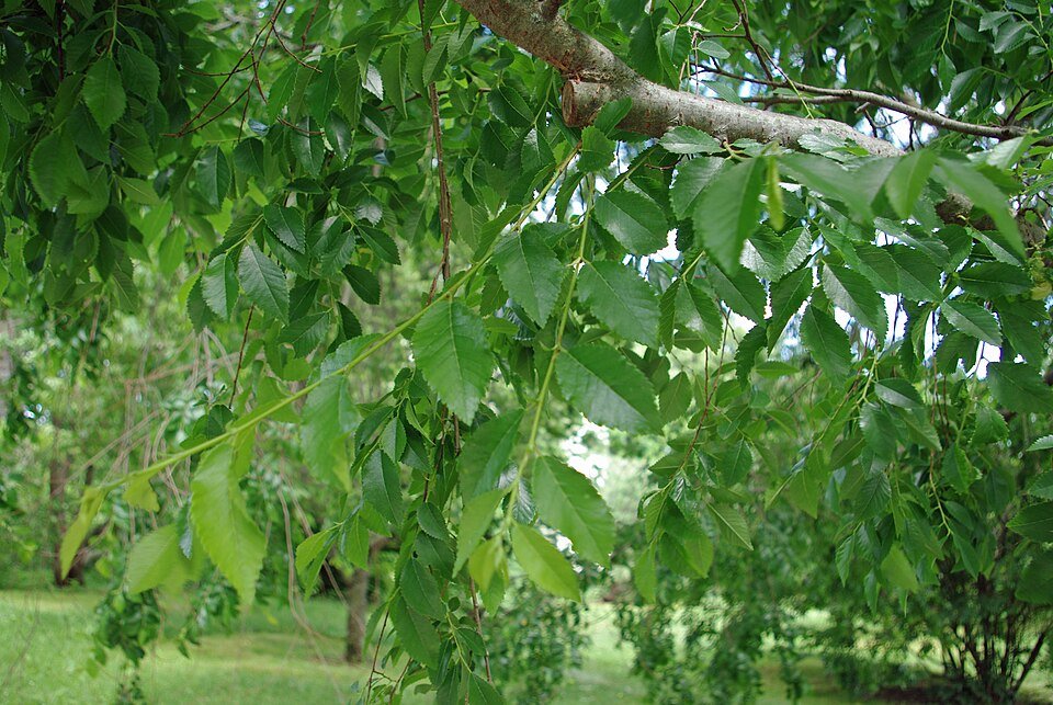 Een close-up van de groene en goudgele bladeren van Ulmus parvifolia 'King's Choice'.