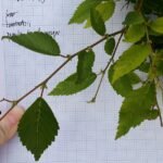 Dwerg huileik met hangende takken en groene bladeren.