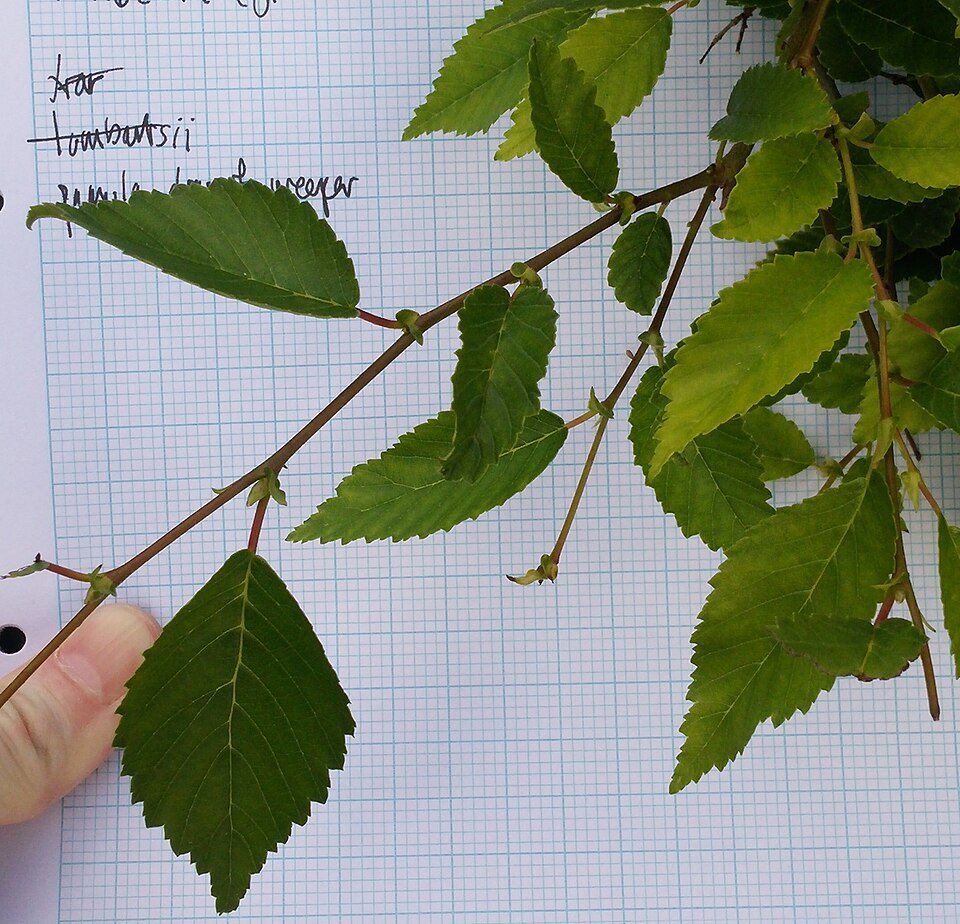 Dwerg huileik met hangende takken en groene bladeren.