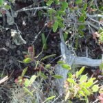 Group of unknown plants in shades of green and white with small flower buds.