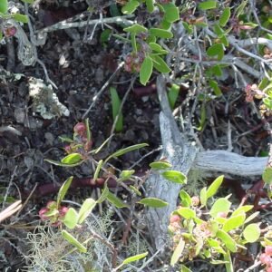 Group of unknown plants in shades of green and white with small flower buds.