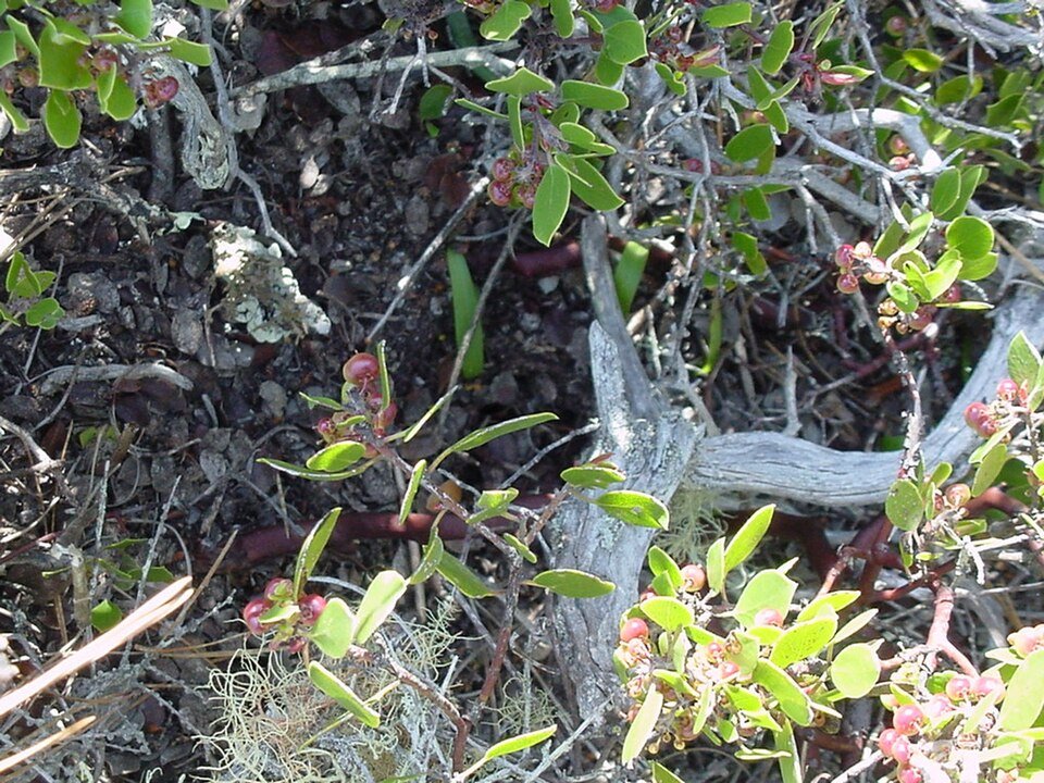 Group of unknown plants in shades of green and white with small flower buds.