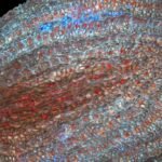 Blauwe bosbes zaden oppervlak met textuur.