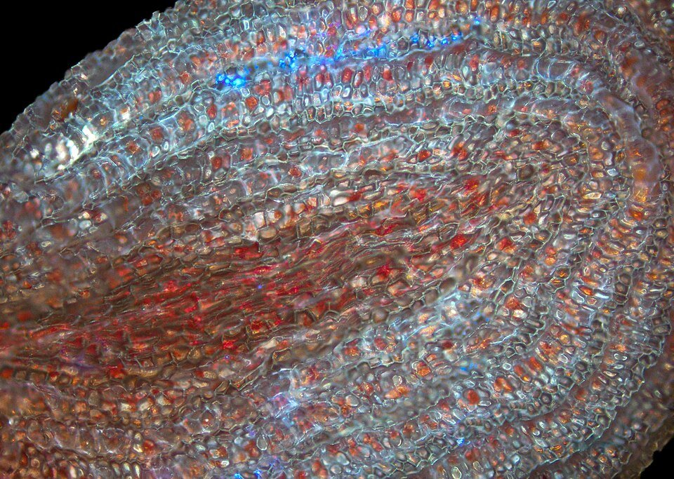 Blauwe bosbes zaden oppervlak met textuur.