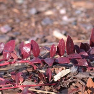 Kleine, groenblijvende plant met ovale bladeren en witte bloemen.