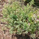 Kleine ovale bladeren en donkerpaarse bessen van Vaccinium darrowii plant.