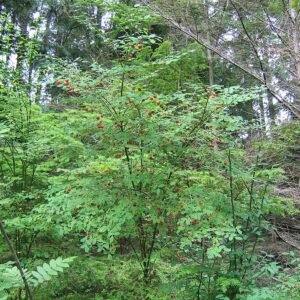 Vaccinium parvifolium plant met rode bessen en groene bladeren op onscherpe achtergrond.
