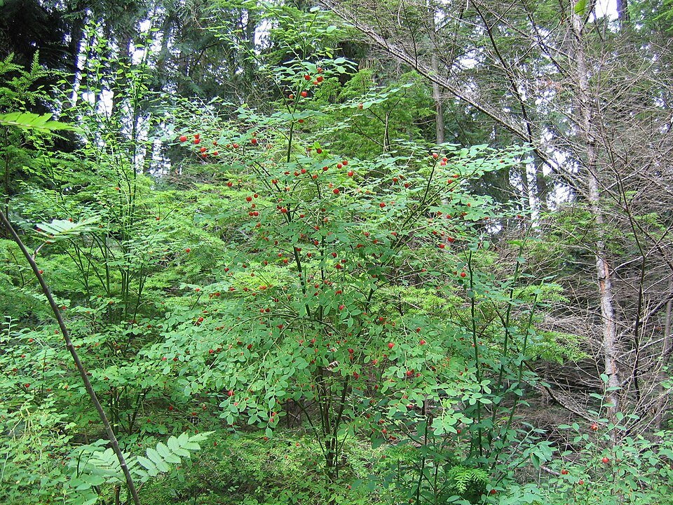 Vaccinium parvifolium plant met rode bessen en groene bladeren op onscherpe achtergrond.