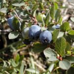 Donkerpaarse Vaccinium uliginosum bessen op groene bladeren.