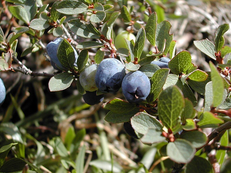 Donkerpaarse Vaccinium uliginosum bessen op groene bladeren.