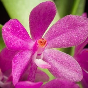 Roze Vanda ampullacea orchidee in volle bloei.