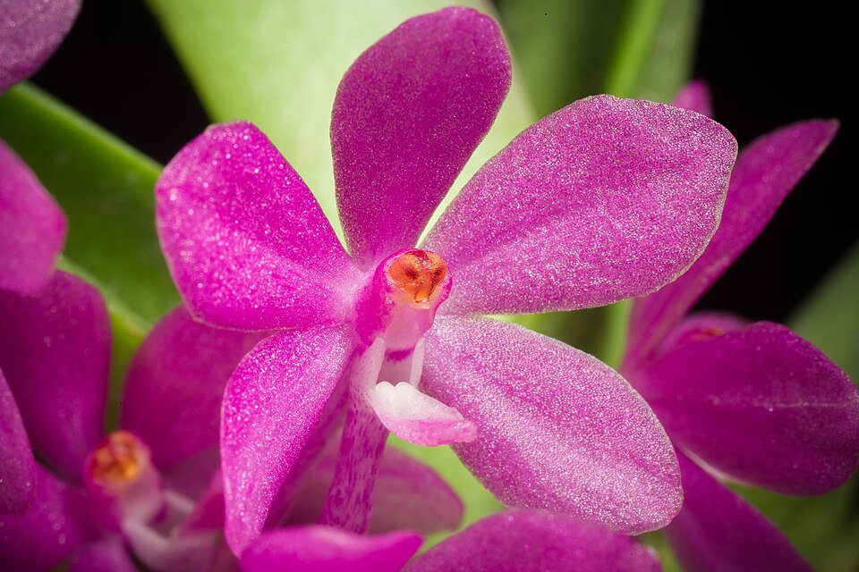 Roze Vanda ampullacea orchidee in volle bloei.