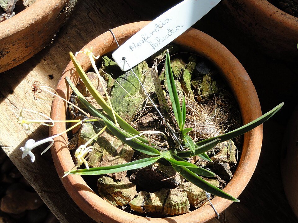 Neofinetia falcata orchidee met witte bloemen en groene bladeren.