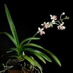 Bloeiende Vanda lamellata orchidee tegen groene bladeren op zachte achtergrond.