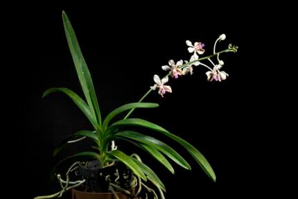 Bloeiende Vanda lamellata orchidee tegen groene bladeren op zachte achtergrond.