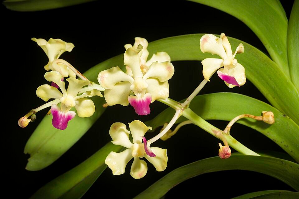 Paarse en gele Vanda ustii orchidee bloem op tafel.