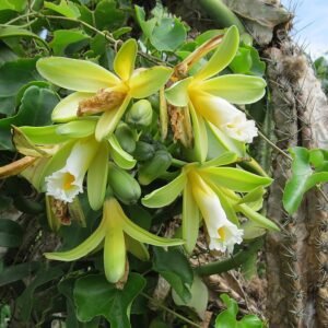 Bloeiende vanilla chamissonis orchidee met witte bloemen en groene bladeren.