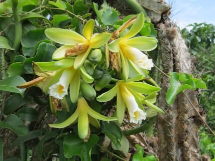 Bloeiende vanilla chamissonis orchidee met witte bloemen en groene bladeren.