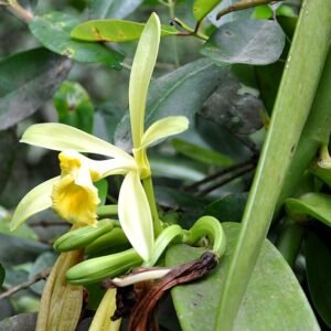 Vanilla pompona bloem met groene bladeren en lange ranken.