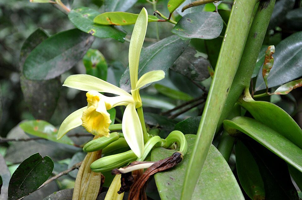 Vanilla pompona bloem met groene bladeren en lange ranken.