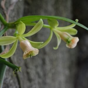 Vanille somae parfumfles op subtiele achtergrond.