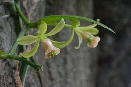 Vanille somae parfumfles op subtiele achtergrond.