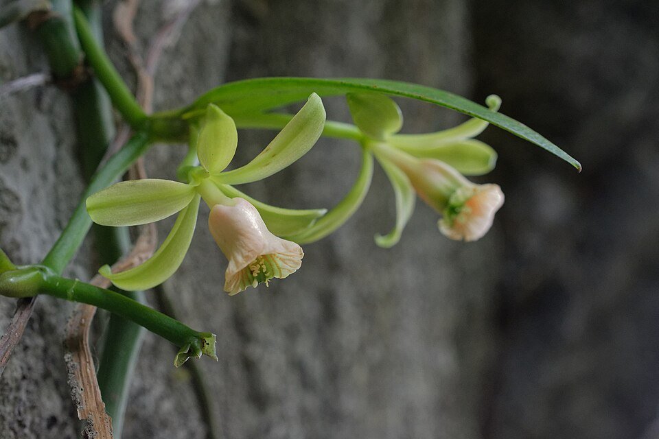 Vanille somae parfumfles op subtiele achtergrond.