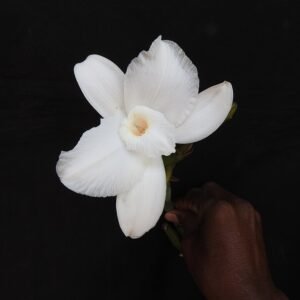 Vanilla walkeriae orchidee bloem in natuurlijke omgeving op Sitheri Hill, Dharmapuri, India.