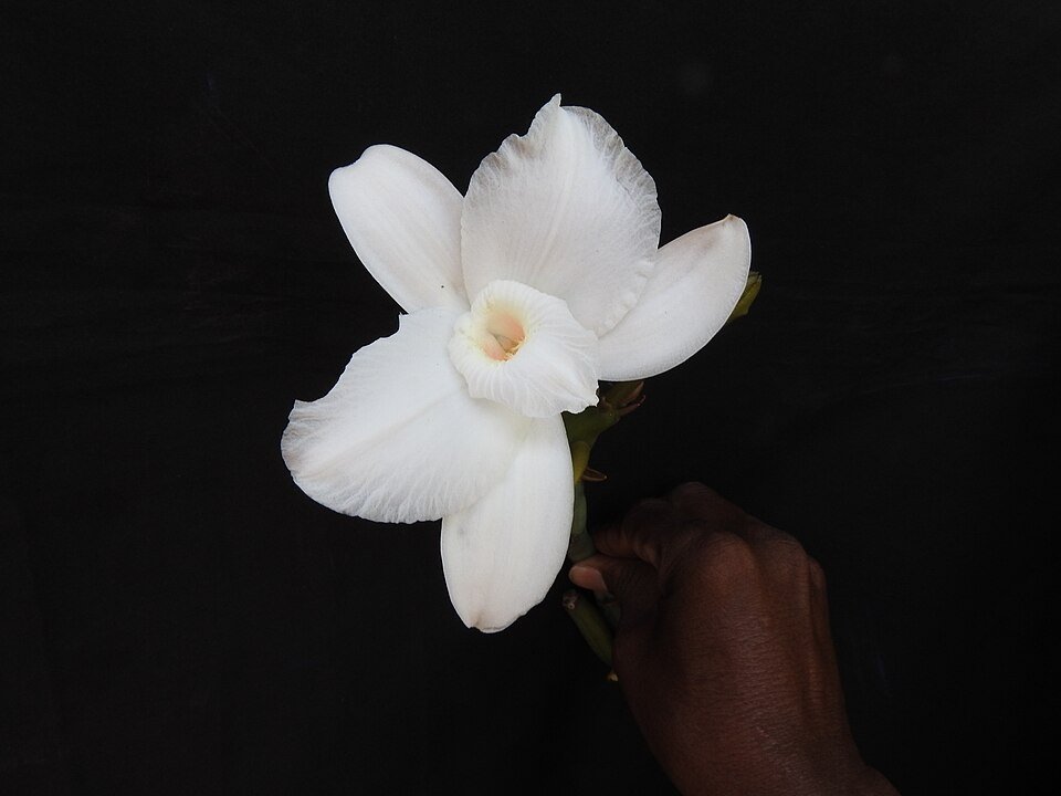 Vanilla walkeriae orchidee bloem in natuurlijke omgeving op Sitheri Hill, Dharmapuri, India.