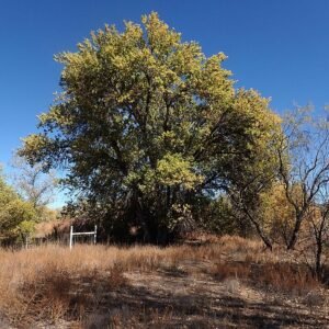 Fraxinus velutina boom met fluweelachtig blad en grijze schors.