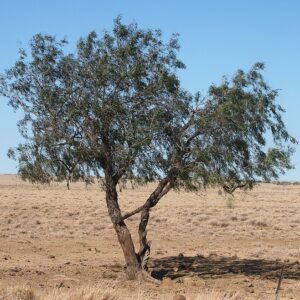Ventilago viminalis struik met ovale bladeren en rode bessen.
