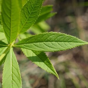 Veronicastrum bladeren van Culvers Root in close-up.