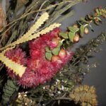 Droge Verticordia grandis bloemkop.