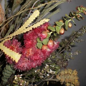 Droge Verticordia grandis bloemkop.